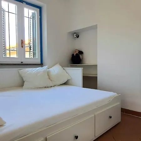 Mimosa Daire