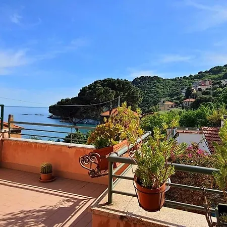 Mimosa * Bergeggi
