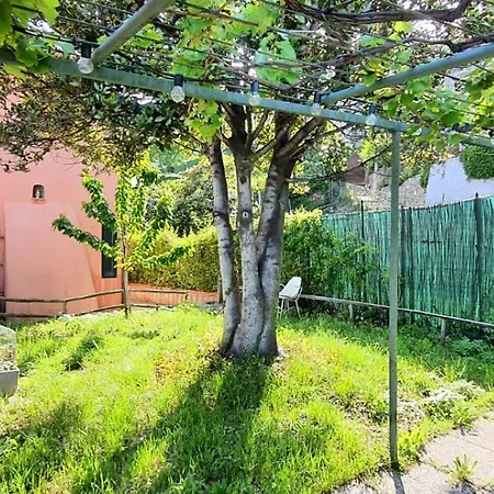 Mimosa Daire *