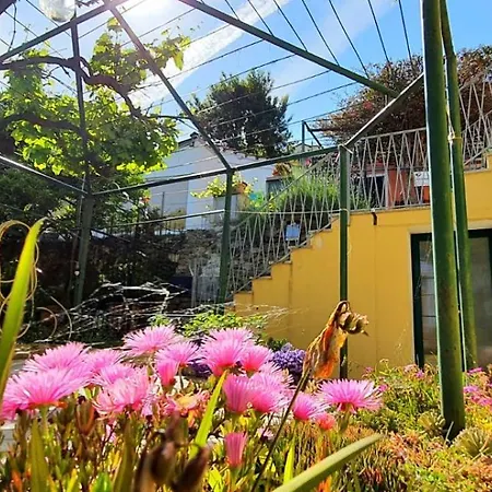 Mimosa *